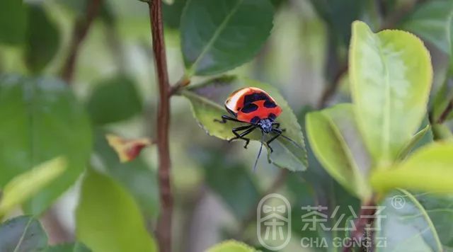 茶公子 茶空间 | 天地方圆间(图3)